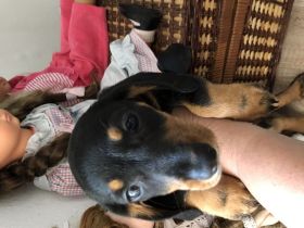 Dackelwelpen suchen ihre neue liebende Familien. 13