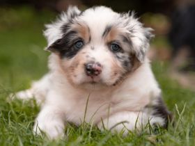 Unsere Cathy hat am 22.05.22 8 wundervolle Welpen zur