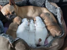 Unsere Hündin Abigail Western Bullys Nipkendey (Abby)