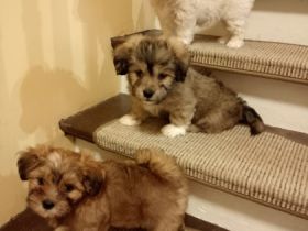 Unsere drei kleinen Racker können ab dem 6.07.2022