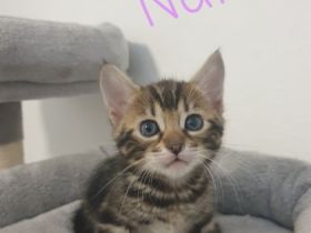 **Hurra Hurra Unsere Babys sind da*** Unsere