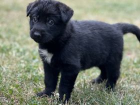 Wir haben ab1.08.2022 sehr schöne kräftige