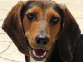 Maya 5 (weiblicher Mischling)