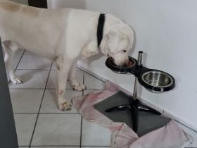 Tison, Zentral Asiatischer Owtscharka, Alabai, sucht