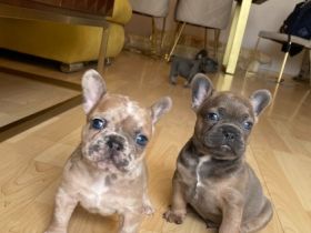 Bildhübsche Frenchie Welpen Wir sind am 02. Juni auf