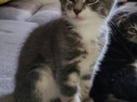 Hallo ich suche für meine 3 kitten ein schönes neues