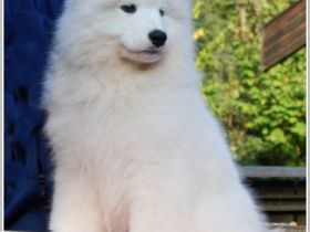 Samojede - Welpen - geboren am 06. Juni 2025 - FCI Papiere