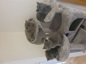 Unsere Katze hat am 08.05.2022 vier wunderschöne