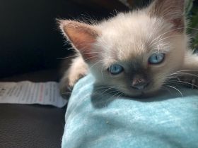 Zuckersüße Siam-Kätzchen suchen ab Mitte Juli ein