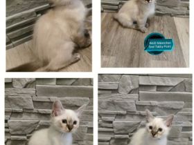 Wunderschöne Reinrassige Heilige Birma Kitten suchen