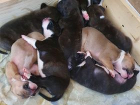 Verkaufe Welpen die am5.6.22 das Licht der Welt