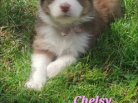 Unsere Red Merle Hündin hat am 09/10.06.2022 9 knuffig