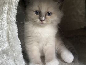 Unsere schöne und feine Katzendame hat am 15.05.2022 5