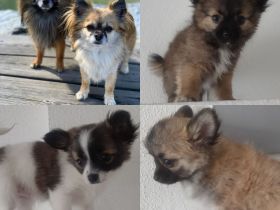 Chihuahua-Welpen suchen ein Zuhause. Sie sind am 18.04