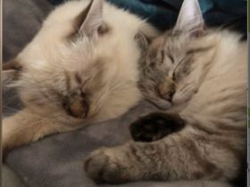 Nelly und Rudi, Verkaufe auf dieses Weg mein Pärchen