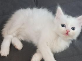 Ab Mitte August haben wir diese vier süßen Norwegische