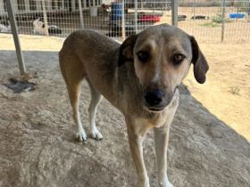 Name: Murphy Geschlecht: männlich/kastriert Alter: geb.ca. Januar