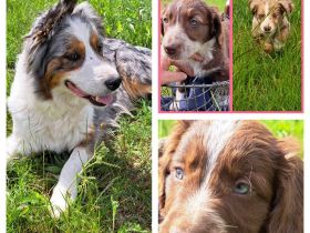 Wir haben 12 wunderschöne Welpen, die ein liebevolles