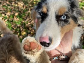 Unser ASCA Aussie Welpen Wurf ist am 17.04.2022 zur