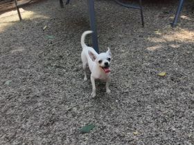 Chihuahua reinrassigen verkaufe junge und mädchen Vom