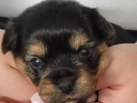 Unsere Liebe Yorkie-Malteserhündin hat 3 wunderschöne