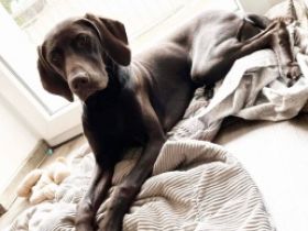 Hermine, Labrador/ Magyar Viszla Mix in liebevolle