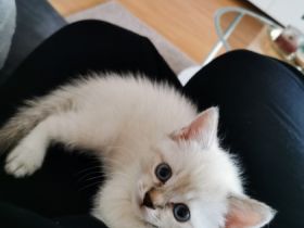 Hallo, unsere Thaikatze (ursprüngliche Variante von