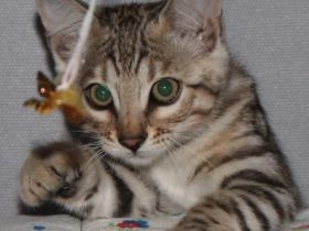 Hallo zusammen!!! Unsere liebevolle Bengalkatze hat am