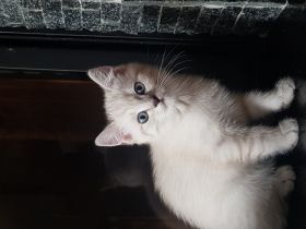 Hallo! Am 5 Mai hat unsere Katze 5 wunderschöne