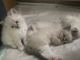 Am 20.04.2022 hat meine Katze 4 Kitten zur Welt