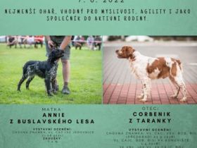 Wir bieten puppies - schwarz-weisse Rüden von unserer