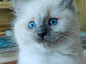 Liebhaberin bietet an: Wunderschöne Ragdoll-Kitten mit