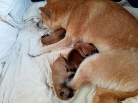 ➡️ bald wieder Shiba Inu Welpen