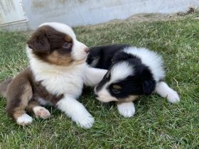 Wir haben einen wunderschönen Wurf, den wir an