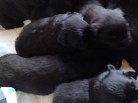 Welpen noch zur haben. Die werden geimpft und gezipt.