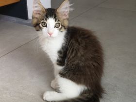 Maine Coon Mix Kitten Kätzchen "Smoky" männlich mit