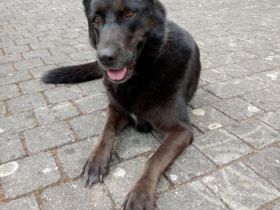 Nora, schwarze Schönheit sucht neues Zuhause