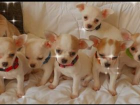 Die kleinen Chihuahua Welpen suchen ein neues,