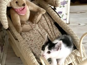 4 SüßeMaine-Coon Mix Babies zu verkaufen. Sie gehen