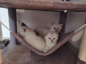 Wenn Sie ein besonderes Kätzchen suchen, dann haben Sie