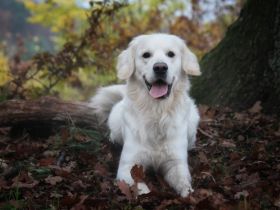 Bennet vom Löwenhof