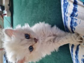 Das ganz besondere Kätzchen :) Katze mal gelockt?