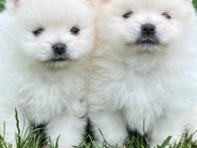 Huhu, Meine Hündin hat am 26.05.2022 wunderschöne