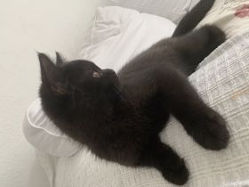 Hallo, unsere Bkh Kitten sind nun abgabebereit. Sie