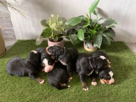 Meine Brinja hat am 04.07.2022 sechs Welpen bekommen.
