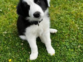 Am 16.05. sind unsere Border Collie Welpen zur Welt