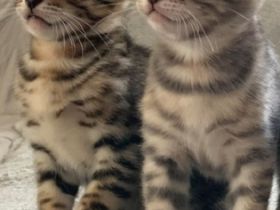 Sechs wunderschöne Kätzchen suchen ein liebes Zuhause.