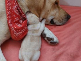 Wir haben zuckersüße reinrassige Labrador Welpen. Sie