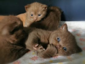 Hallo liebe Katzenfreunde! Am 18.06.2022 kamen unsere