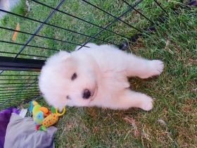 Noch einen süssen kräftigen und gesunden Rüdenwelpe in